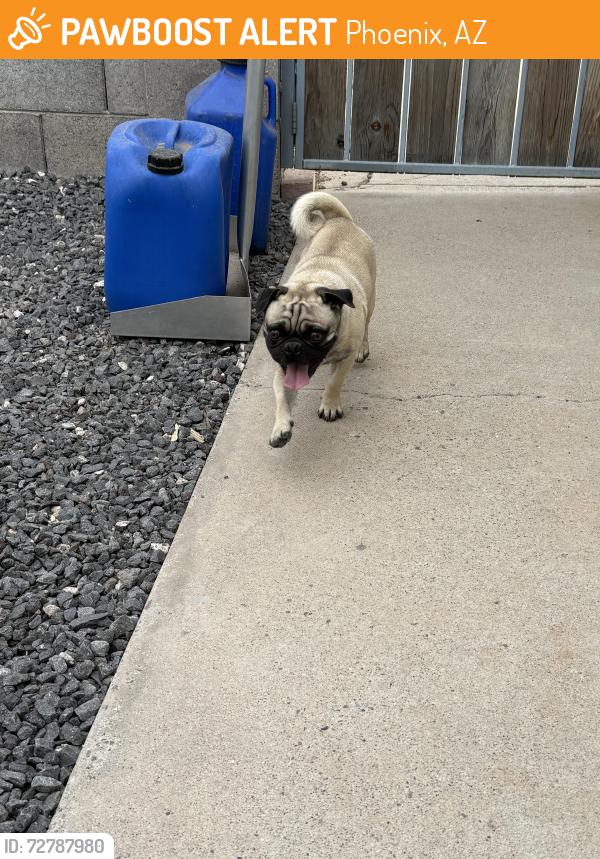 Found/Stray Male Dog last seen 33rd Ave and Peoria, Phoenix, AZ 85051