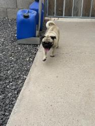 Found/Stray Male Dog last seen 33rd Ave and Peoria, Phoenix, AZ 85051