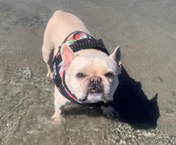 Lost Male Dog last seen Near Satchel Ford Elementary, Columbia, SC 29206