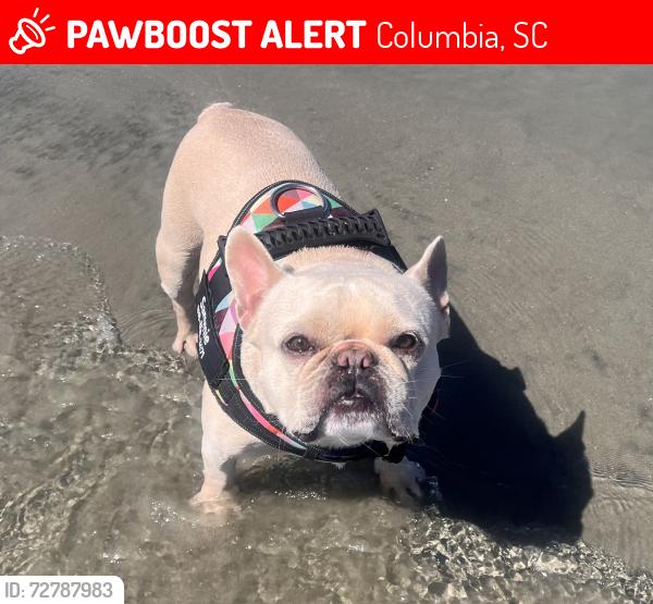 Lost Male Dog last seen Near Satchel Ford Elementary, Columbia, SC 29206