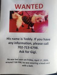 Lost Male Dog last seen Rose Ave between 4th Street and 7th Street , Long Beach, CA 90814