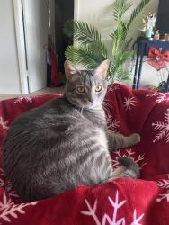 Lost Male Cat last seen Gulf Gate Pl and Mall Rd., Sarasota, FL 34231