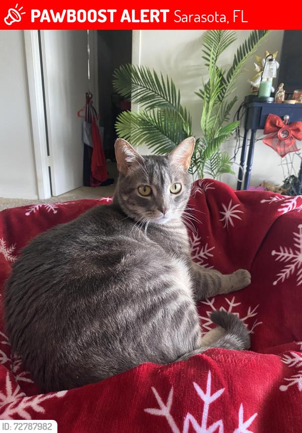 Lost Male Cat last seen Gulf Gate Pl and Mall Rd., Sarasota, FL 34231