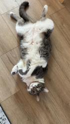 Lost Male Cat last seen College park elementary school , Costa Mesa, CA 92626