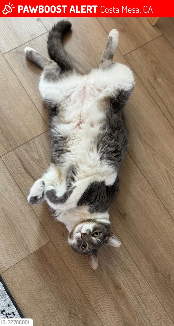 Lost Male Cat last seen College park elementary school , Costa Mesa, CA 92626