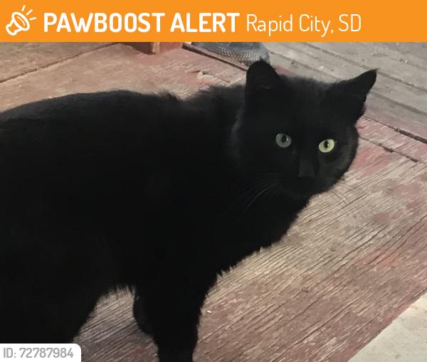 Found/Stray Unknown Cat last seen Fourth and South St, Rapid City, Rapid City, SD 57701
