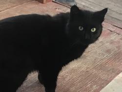 Found/Stray Unknown Cat last seen Fourth and South St, Rapid City, Rapid City, SD 57701