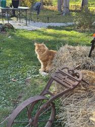 Lost Unknown Cat last seen mccarthy ave cherry valley mass , Leicester, MA 01611