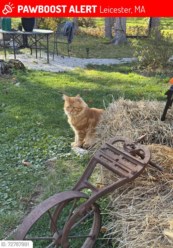 Lost Unknown Cat last seen mccarthy ave cherry valley mass , Leicester, MA 01611