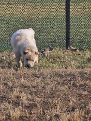 Found/Stray Female Dog last seen La Sierra Ave , Riverside, CA 92505