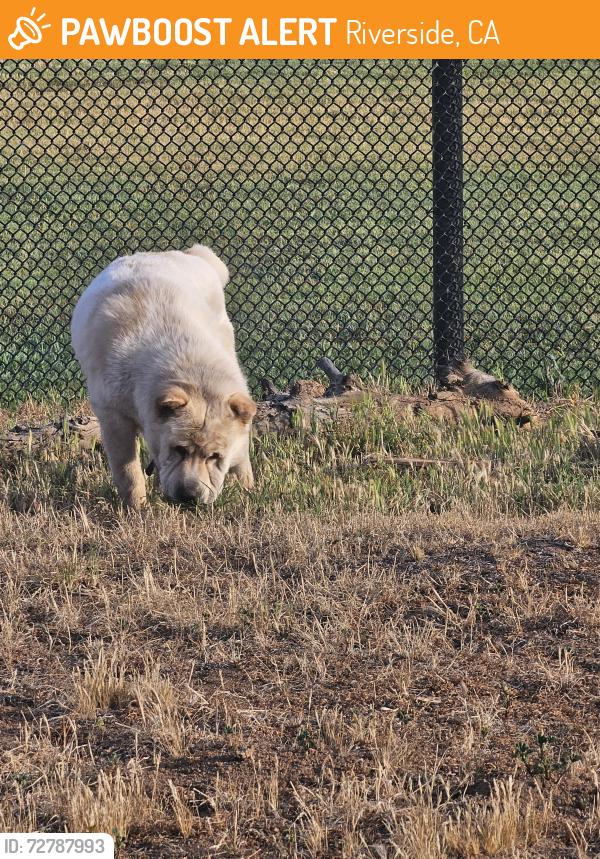 Found/Stray Female Dog last seen La Sierra Ave , Riverside, CA 92505
