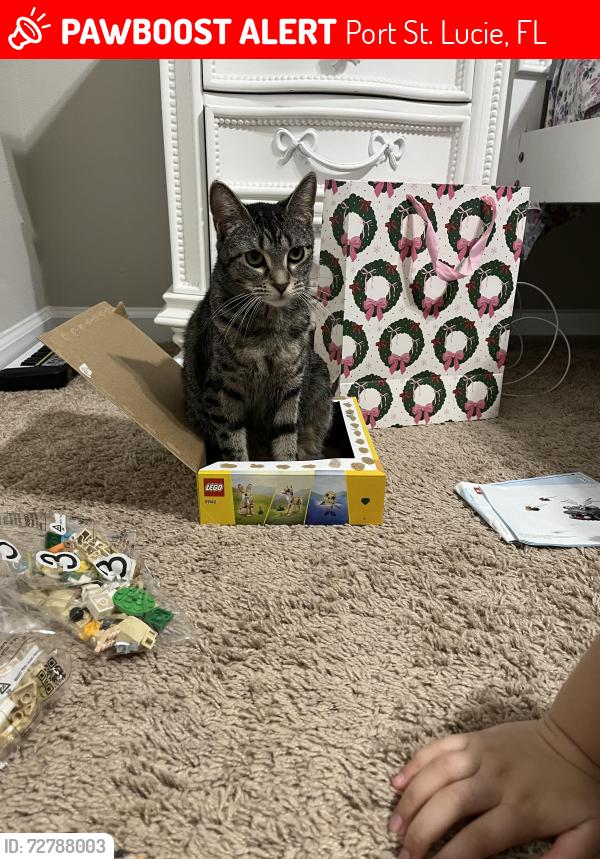 Lost Female Cat last seen Whitmore dr, Port St. Lucie, FL 34984