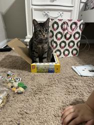 Lost Female Cat last seen Whitmore dr, Port St. Lucie, FL 34984