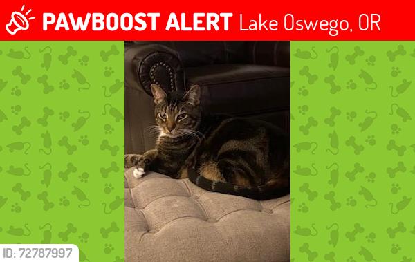 Lost Male Cat last seen Carmen and Davis Lane, Lake Oswego, OR 97035