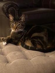 Lost Male Cat last seen Carmen and Davis Lane, Lake Oswego, OR 97035