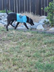 Found/Stray Female Dog last seen La Sierra Ave , Riverside, CA 92505
