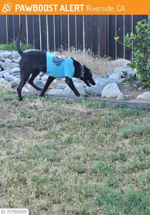 Found/Stray Female Dog last seen La Sierra Ave , Riverside, CA 92505