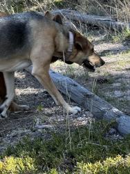 Found/Stray Unknown Dog last seen The Church At Woodmoor, Monument, CO 80132