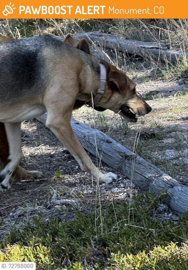 Found/Stray Unknown Dog last seen The Church At Woodmoor, Monument, CO 80132
