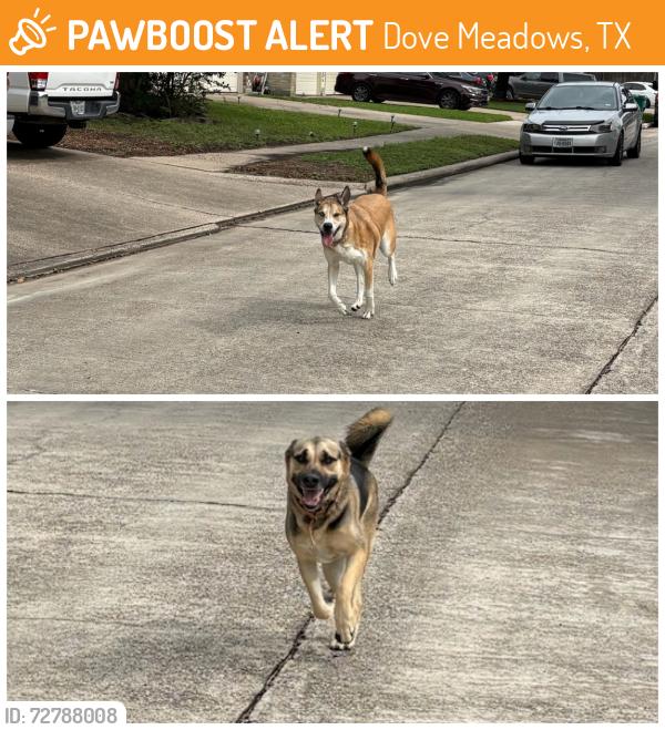 Found/Stray Female Dog last seen Bassbrook Dr and Mourning Dove Dr, Dove Meadows, TX 77388