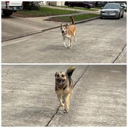 Found/Stray Female Dog last seen Bassbrook Dr and Mourning Dove Dr, Dove Meadows, TX 77388