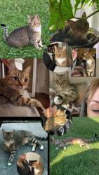Lost Female Cat last seen bridgewood, palmetto , Florence, SC 29501