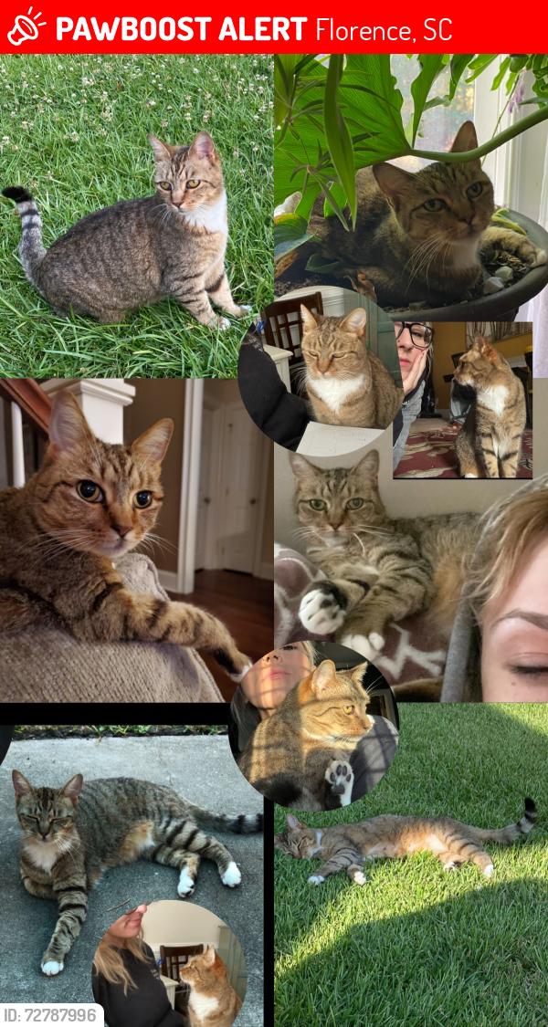Lost Female Cat last seen bridgewood, palmetto , Florence, SC 29501