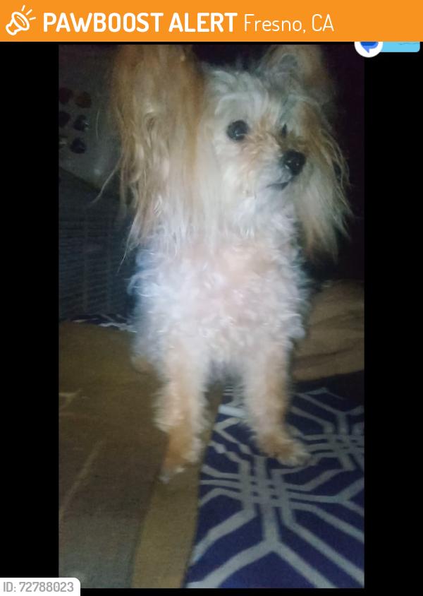 Found/Stray Female Dog last seen Cedar & Olive , Fresno, CA 93702