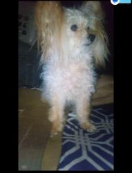 Found/Stray Female Dog last seen Cedar & Olive , Fresno, CA 93702