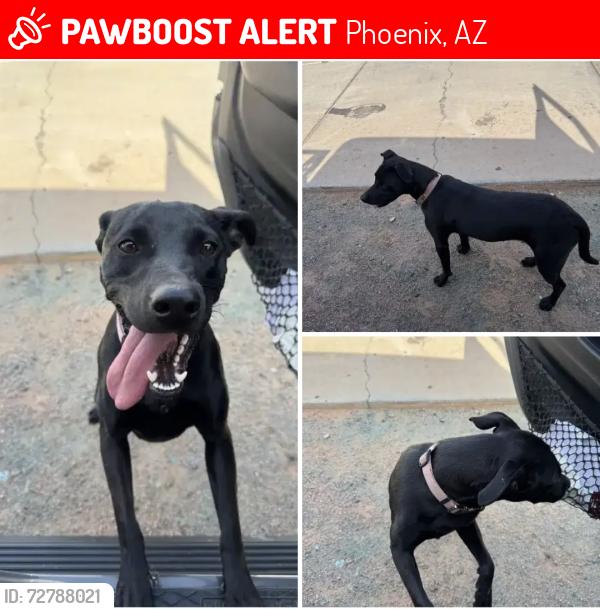 Lost Female Dog last seen 91st Ave and Thomas, Phoenix, AZ 85037