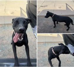 Lost Female Dog last seen 91st Ave and Thomas, Phoenix, AZ 85037