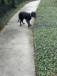 Found/Stray Male Dog last seen Gaustark and vassar , Houston, TX 77098