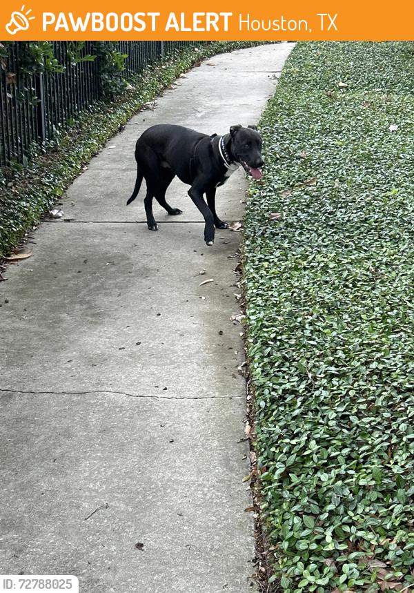 Found/Stray Male Dog last seen Gaustark and vassar , Houston, TX 77098