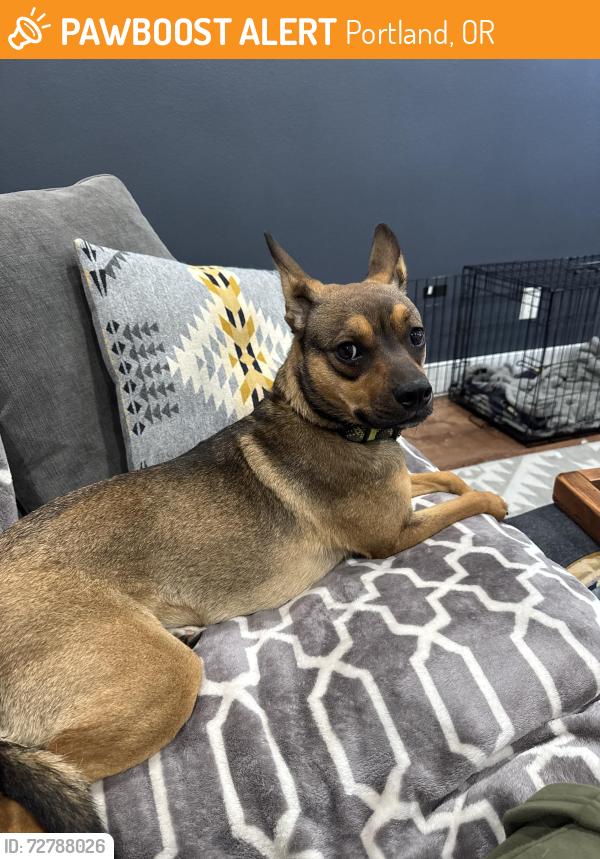 Found/Stray Female Dog last seen Near SE Insley, Portland, OR 97202