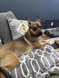Found/Stray Female Dog last seen Near SE Insley, Portland, OR 97202