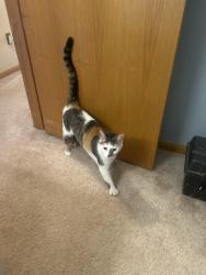 Found/Stray Female Cat last seen Meredith lane Pine Mill Ridge, Cuyahoga Falls, OH 44223