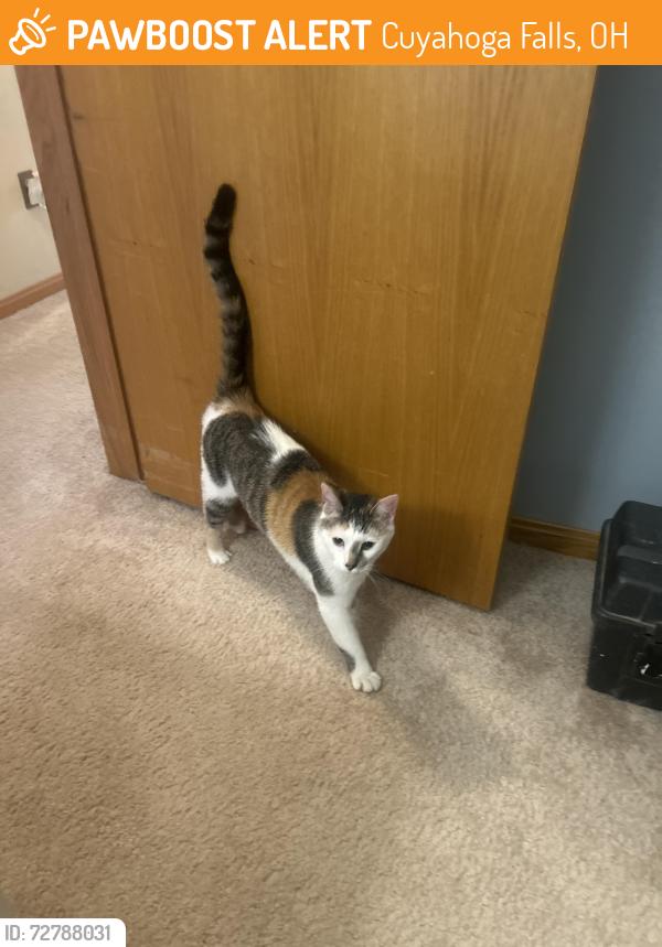 Found/Stray Female Cat last seen Meredith lane Pine Mill Ridge, Cuyahoga Falls, OH 44223