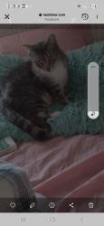 Lost Female Cat last seen Near sw plass ave., Topeka, KS 66604