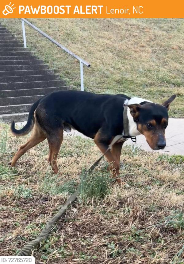 Found/Stray Male Dog last seen Wilson's Creek, Lenoir, NC 28645
