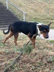 Found/Stray Male Dog last seen Wilson's Creek, Lenoir, NC 28645