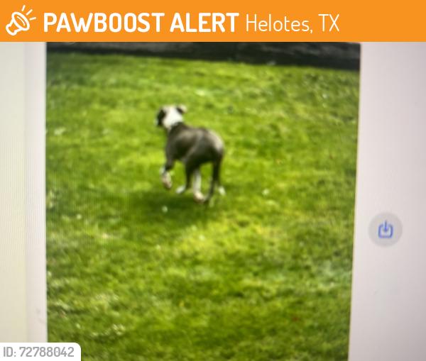Found/Stray Male Dog last seen Candelaria , Helotes, TX 78023