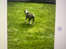 Found/Stray Male Dog last seen Candelaria , Helotes, TX 78023