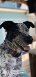 Lost Male Dog last seen Tara Plantation close to Bedford Rd and Scarlet ct, Colleyville, TX 76034