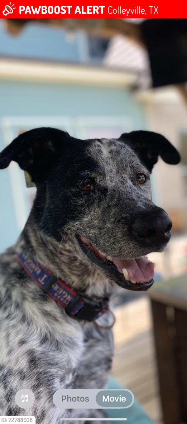 Lost Male Dog last seen Tara Plantation close to Bedford Rd and Scarlet ct, Colleyville, TX 76034