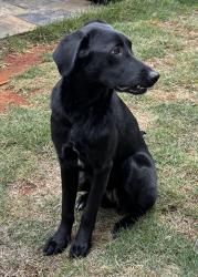 Found/Stray Female Dog last seen Oxmoor Rd and Lakeshore Dr, Birmingham, AL 35209