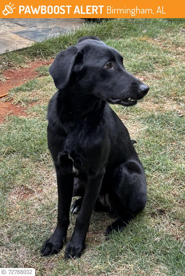 Found/Stray Female Dog last seen Oxmoor Rd and Lakeshore Dr, Birmingham, AL 35209