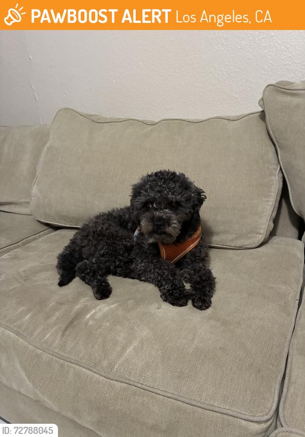 Found/Stray Male Dog last seen Mid wilshire, unknown exactly where, Los Angeles, CA 90036
