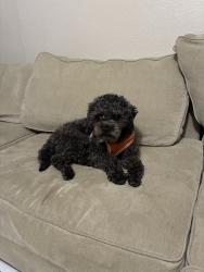 Found/Stray Male Dog last seen Mid wilshire, unknown exactly where, Los Angeles, CA 90036