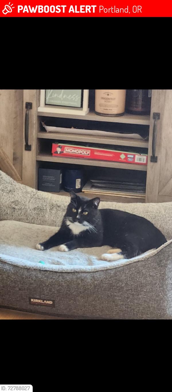 Lost Male Cat last seen 21st and umatilla st, Portland, OR 97202