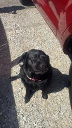 Found/Stray Female Dog last seen Feder rd and Alton and Darby rd, Columbus, OH 43228